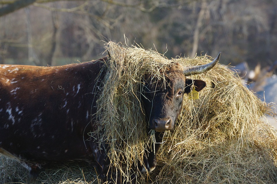 27 березня, на Федора Скотаря, доглядають худобу 