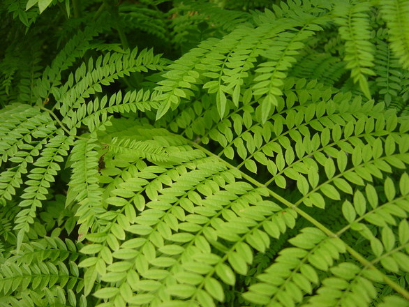 Папороть - символ Івана Купала