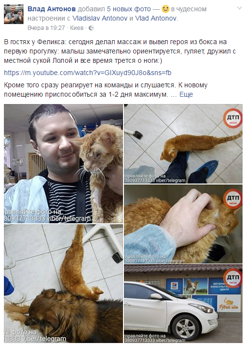 В сети показали слепого кота, который выжил после аварии