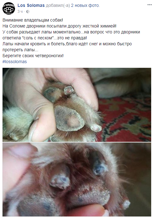 "У собак роз'їдає лапи": у Києві поскаржилися на "жорстку хімію", якою посипають засніжені вулиці