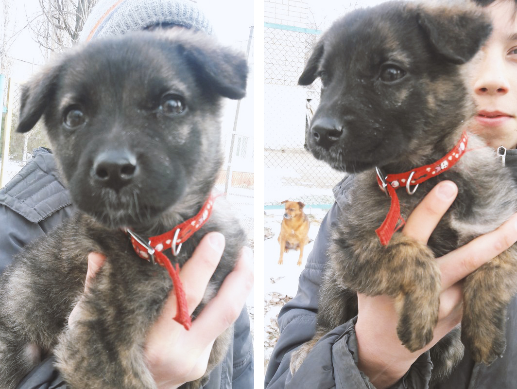 В Херсоне школьник спас вмерзшего в лед щенка