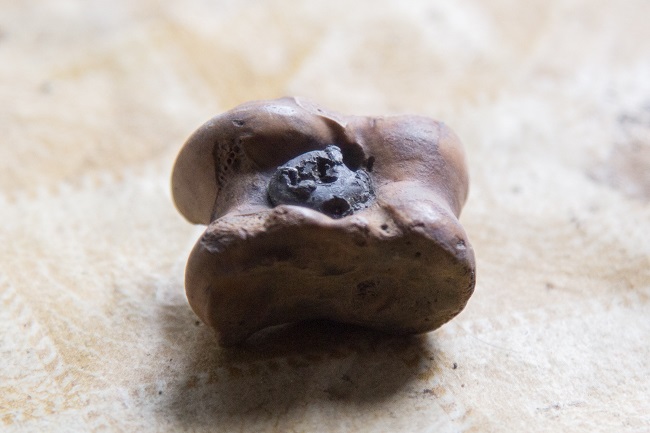 Гральна кістка, знайдена під час розкопок у Києві