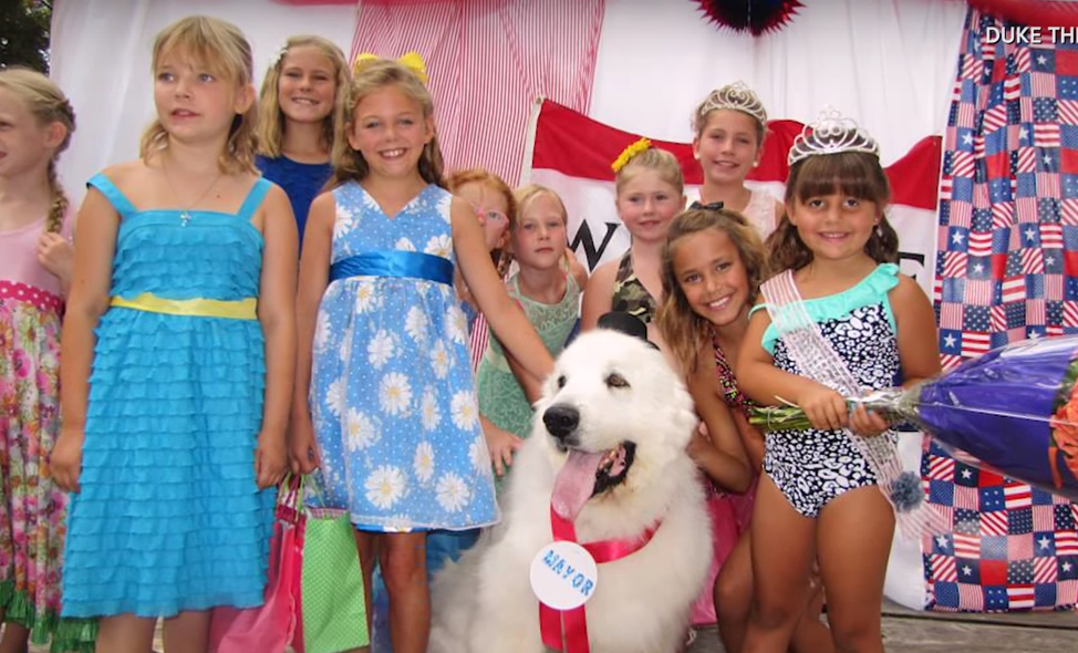 Устал: четырежды побывавший в должности мэра пес уходит на пенсию