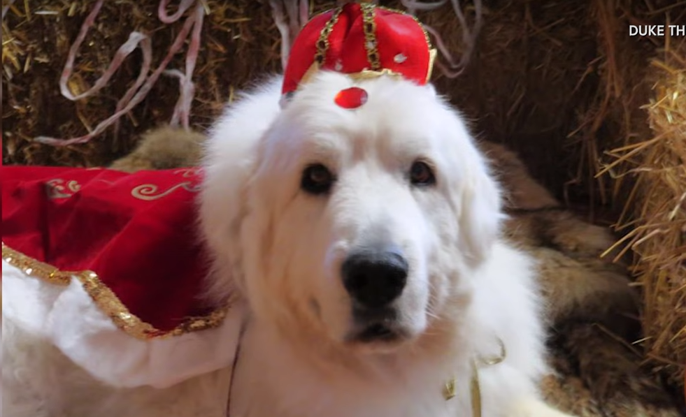 Устал: четырежды побывавший в должности мэра пес уходит на пенсию