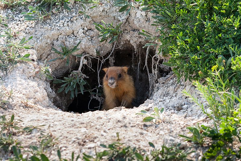 Wikipedia опубликовала лучшие пейзажи Украины