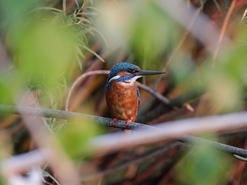 Wikipedia опубликовала лучшие пейзажи Украины