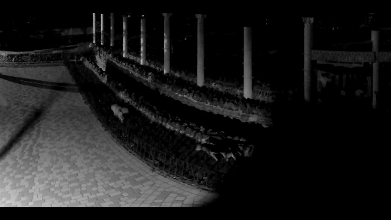 В Николаеве бродячие собаки проникли в зоопарк и загрызли животных (видео)