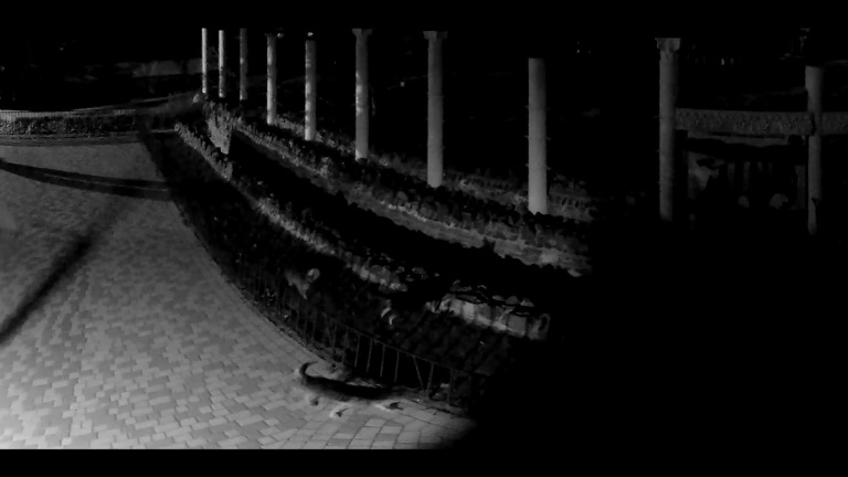 В Николаеве бродячие собаки проникли в зоопарк и загрызли животных (видео)