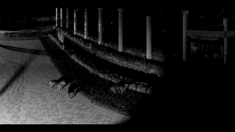 В Николаеве бродячие собаки проникли в зоопарк и загрызли животных (видео)