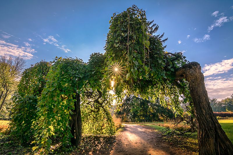 Wikipedia опубликовала лучшие пейзажи Украины