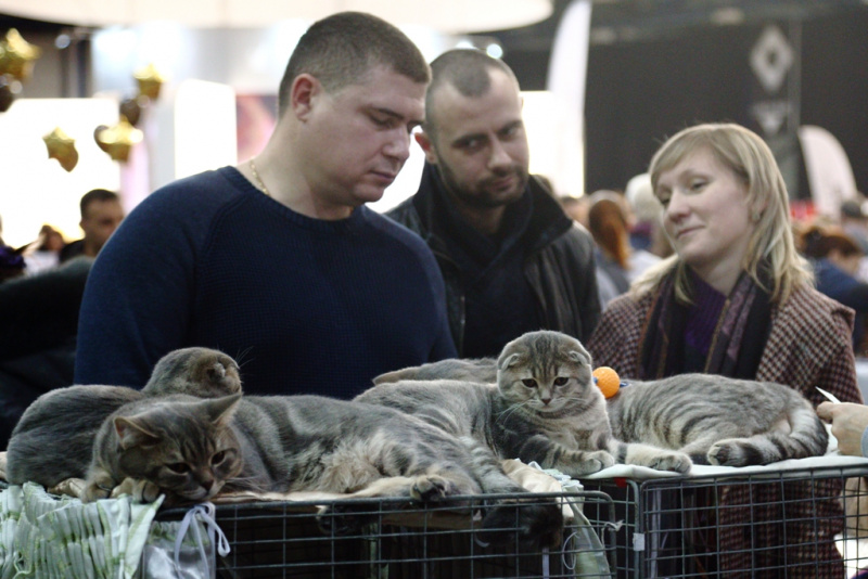 Більше тисячі котів представили на грандіозній виставці в Києві (фоторепортаж)