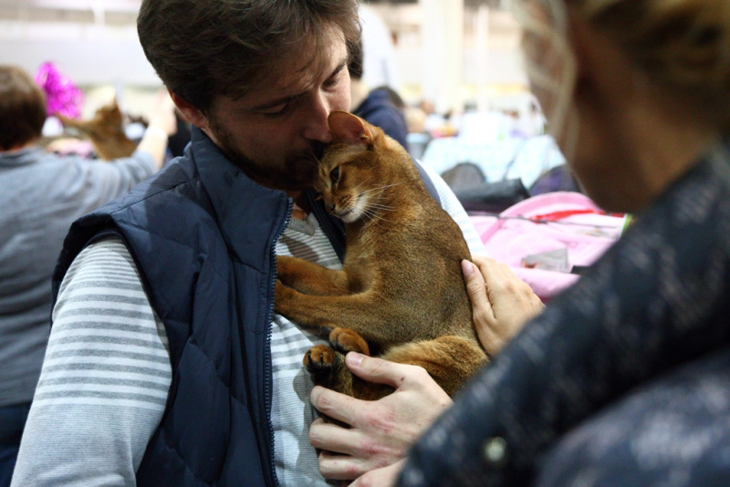 Більше тисячі котів представили на грандіозній виставці в Києві (фоторепортаж)