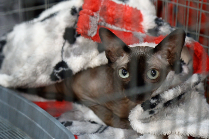 Більше тисячі котів представили на грандіозній виставці в Києві (фоторепортаж)