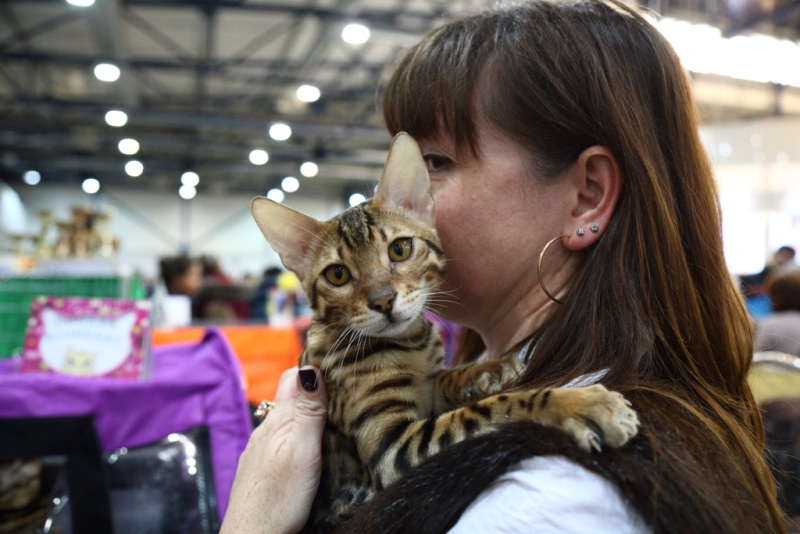 Більше тисячі котів представили на грандіозній виставці в Києві (фоторепортаж)