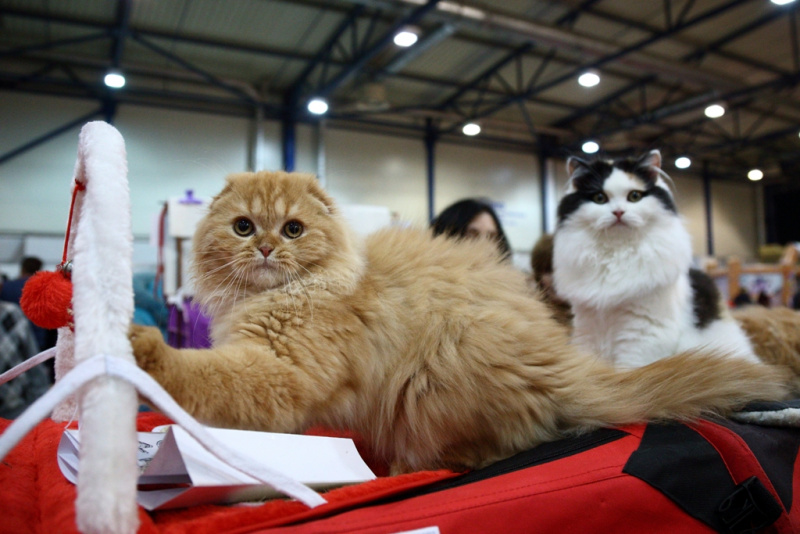 Більше тисячі котів представили на грандіозній виставці в Києві (фоторепортаж)