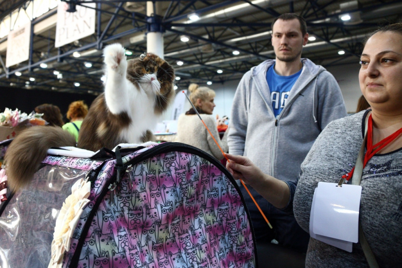 Більше тисячі котів представили на грандіозній виставці в Києві (фоторепортаж)