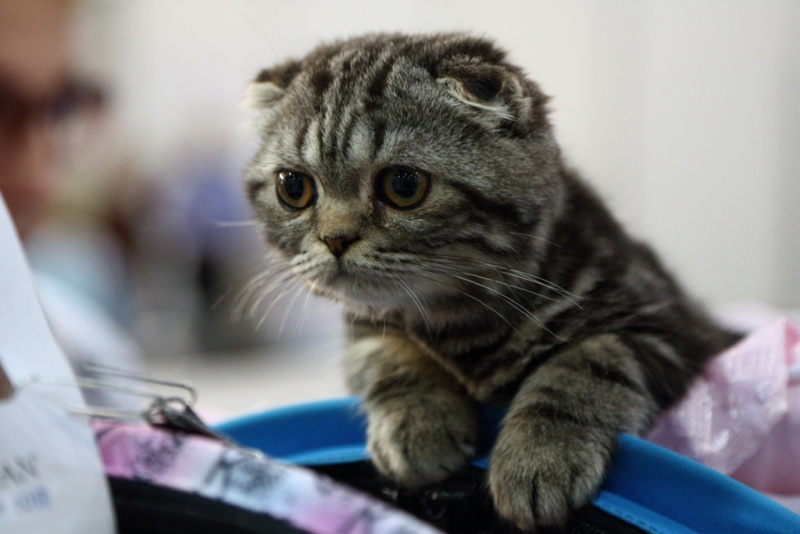 Більше тисячі котів представили на грандіозній виставці в Києві (фоторепортаж)