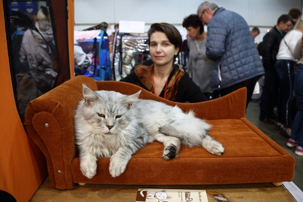 Більше тисячі котів представили на грандіозній виставці в Києві (фоторепортаж)