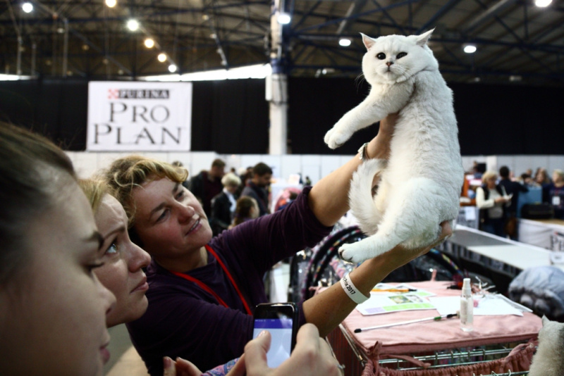 Більше тисячі котів представили на грандіозній виставці в Києві (фоторепортаж)