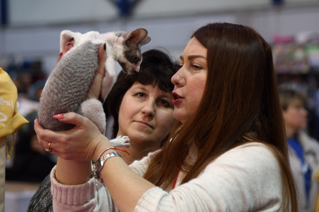 Більше тисячі котів представили на грандіозній виставці в Києві (фоторепортаж)