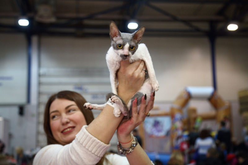 Більше тисячі котів представили на грандіозній виставці в Києві (фоторепортаж)