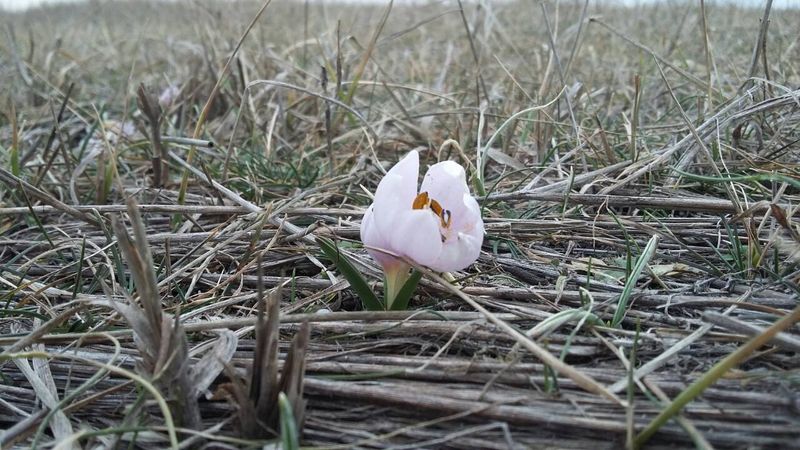 Скоро весна: у Херсонській області розпустилися первоцвіти