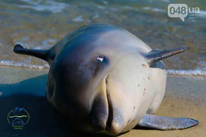 В Одесской области нашли мертвого дельфина (фото)