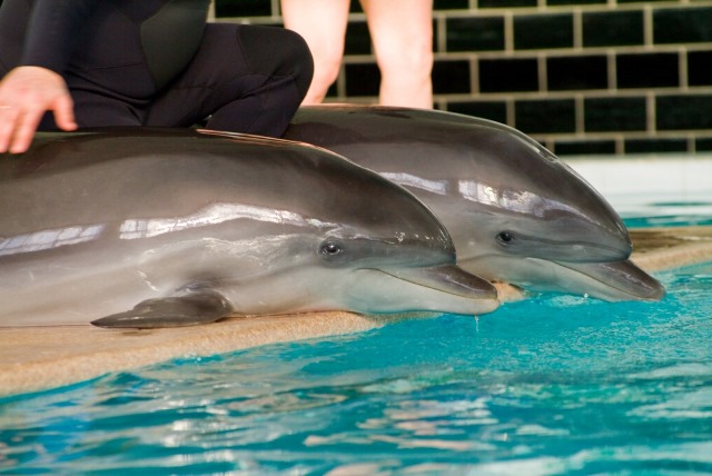 Дельфины из санатория "Подолье"
