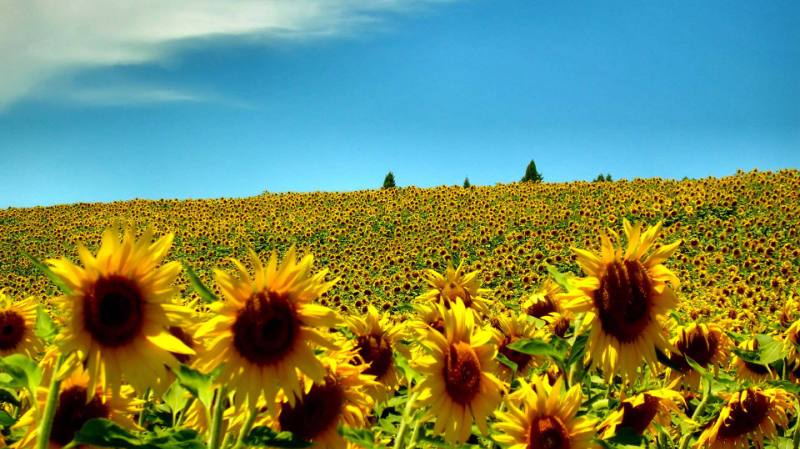 &quot;Планируйте спокойно&quot;: синоптик рассказала киевлянам о погоде на выходные