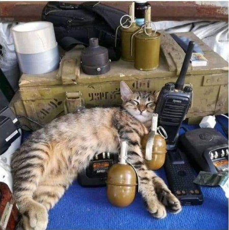 &quot;Котиков вам в ленту&quot;: блогер показал &quot;боевых пушистиков&quot; на Донбассе