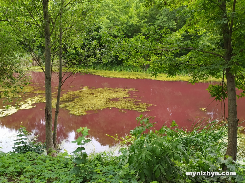 Під Черніговом водойма в старовинному парку стала рожевого кольору: явище пояснити не можуть