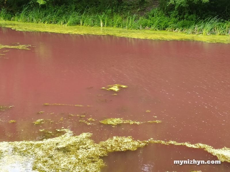 Під Черніговом водойма в старовинному парку стала рожевого кольору: явище пояснити не можуть