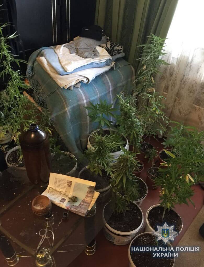Житель Киева выращивал в квартире коноплю (фото)