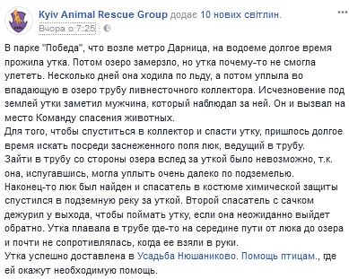 Сеть восхитила спецоперация по спасению утки в Киеве (фото)