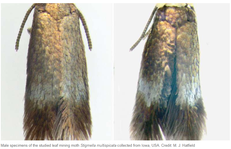 Російська міль налякала США - вчені