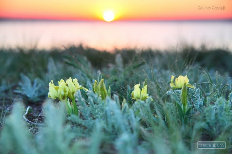 Під Одесою на Новий рік зацвіло безліч літніх квітів: яскраві фото