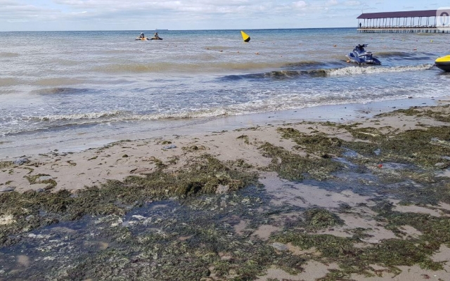 Туристи в шоці: пляжі Коблево позеленіли (фото)