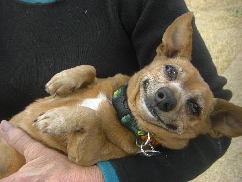 Эти собаки-улыбаки сделают ваше утро (реальные фото)