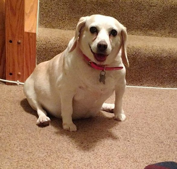 Эти собаки-улыбаки сделают ваше утро (реальные фото)