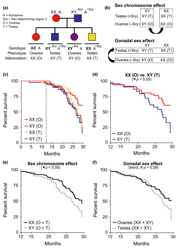 Вчені назвали причину жіночого довголіття