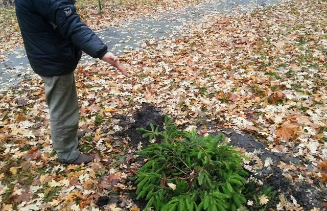 Новый год на носу: в Кременчуге украли елку из парка