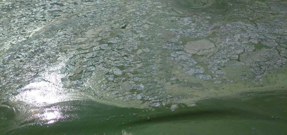 У Миколаєві вода на пляжі перетворилася в зелену рідину: що відбувається