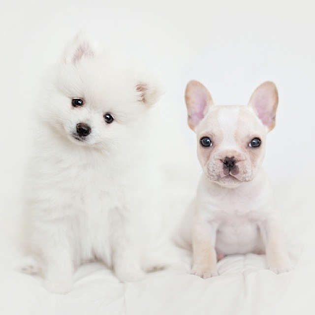 Самая милая собачья пара в мире готовится отгулять настоящую свадьбу