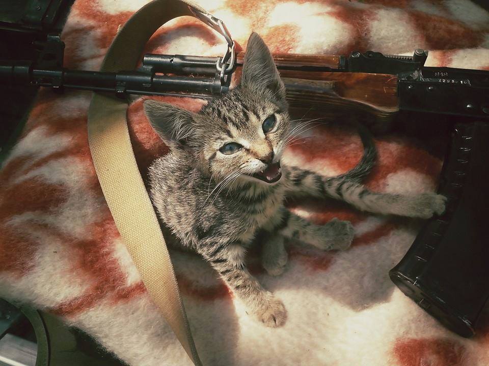 Пушистики в АТО: усатые побратимы украинских воинов (фото)