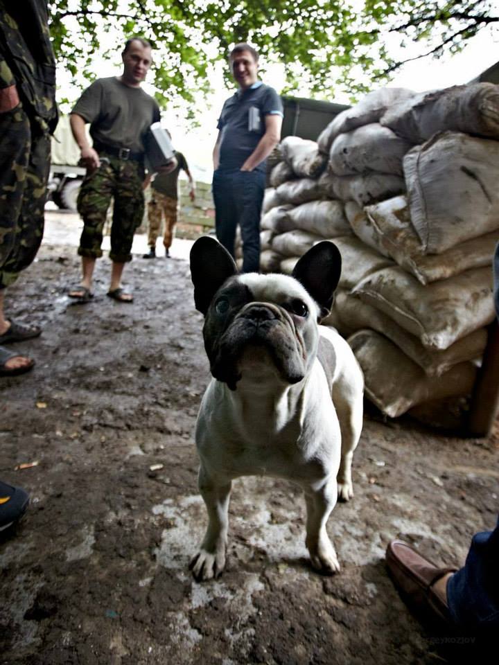 Пушистики в АТО: усатые побратимы украинских воинов (фото)
