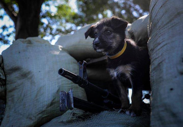 Пушистики в АТО: усатые побратимы украинских воинов (фото)