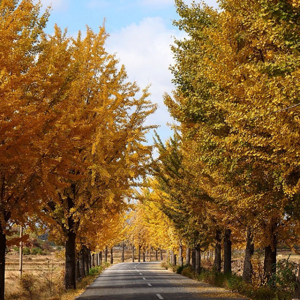 Instagram в КНДР: корейцы пытаются быть в тренде (ФОТО)