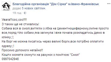 В Івано-Франківську рятують собаку після жахливого падіння у смолу