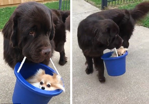 Пес-"таксист" и его маленький "пассажир" покорили сеть