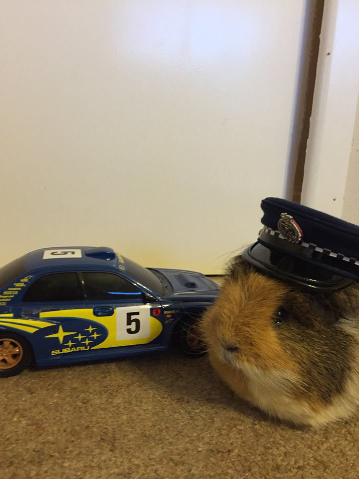 Морскую свинку взяли на службу в полицию